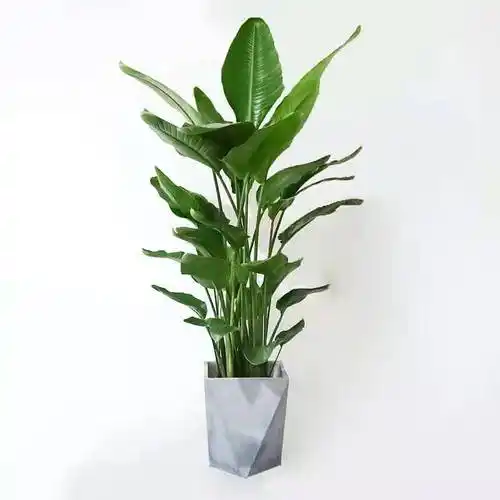 天堂鸟盆栽鹤望兰绿植室内卧室真植物乔迁送礼盆景办公室客厅大型