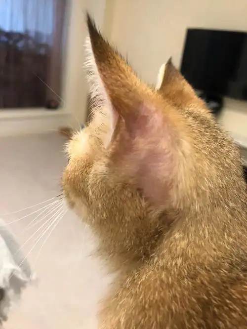 为什么猫耳朵后面秃毛了