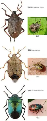 益蝽研究小记:同样是蝽,它却是吃蝽的蝽