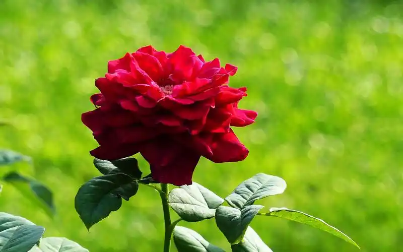 艳丽的玫瑰花合集图片电脑高清桌面壁纸