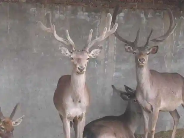 p>东欧马鹿是马鹿的一个亚种,雌兽比雄兽要小一些.