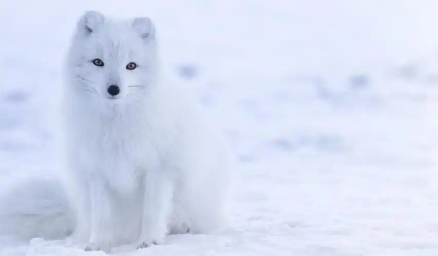 好看的4k极清竖屏手机白色白狐桌面背景下载