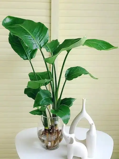 水培植物天堂鸟室内桌面四季常青水养花卉绿植盆栽北欧网红鹤望兰7075