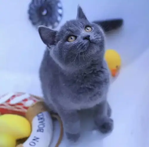 英短蓝猫美短加白宠物猫活体物金银渐层纯种猫咪幼猫矮脚波斯孟买