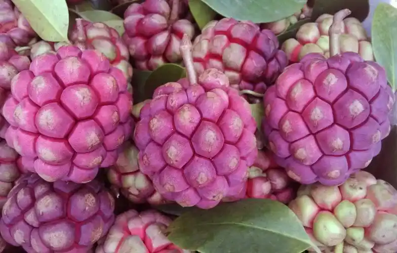 珍稀水果有美容长寿之果美誉的布福娜开发前景广阔