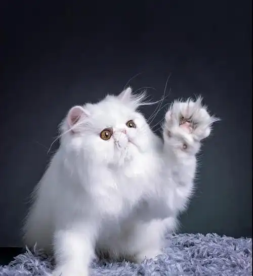 波斯猫的图片大全可爱