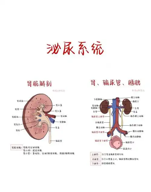 📚泌尿系统解剖大揭秘!