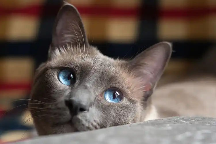 原创猫奴必看我家猫咪下巴总是黑黑的洗都洗不掉怎么办才好