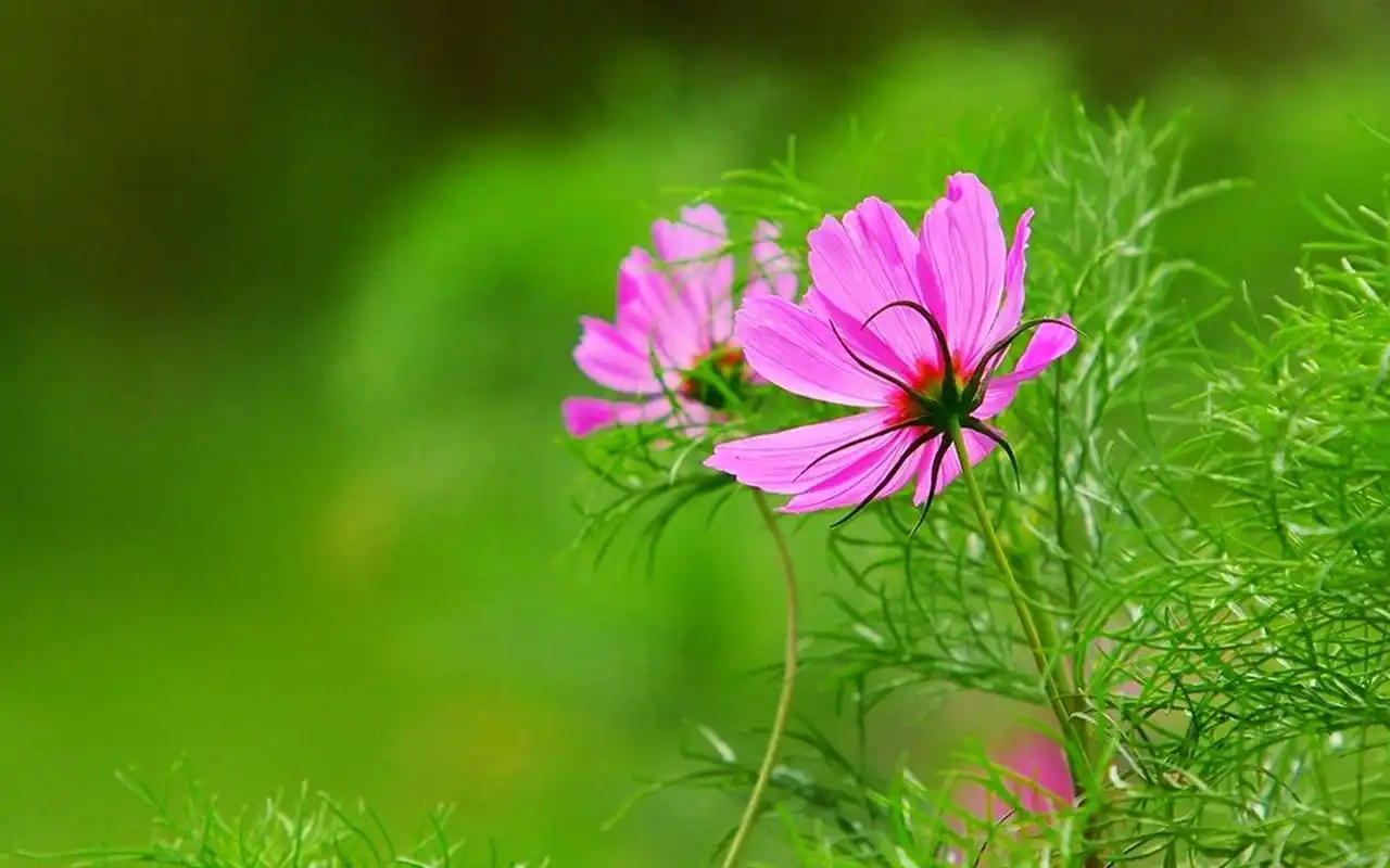 清新护眼红色花卉图片电脑壁纸