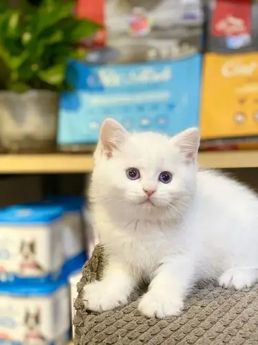 杭州英短白猫银点弟弟