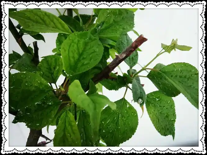 红梅的叶子更稠密,稍大些.花朵也一样.