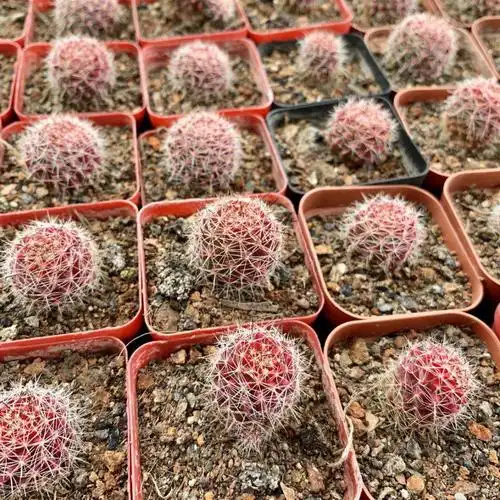 红娜丸仙人球红色稀有品种自根仙人掌类植物多肉花卉小盆栽 红娜丸单