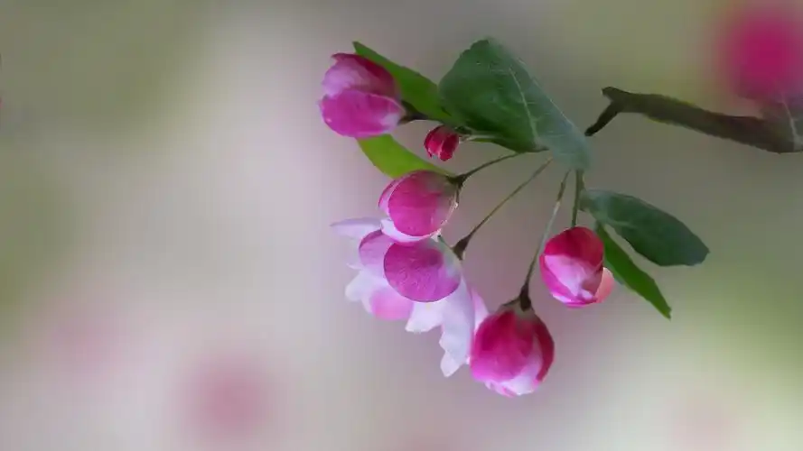 电脑壁纸 花卉 鲜花背景 5k高清粉色海棠花唯美图片