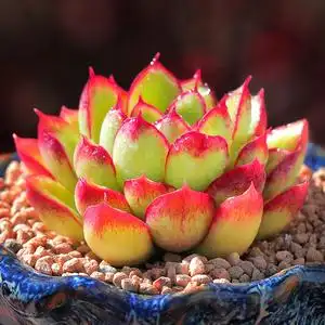 红花女王多肉植物