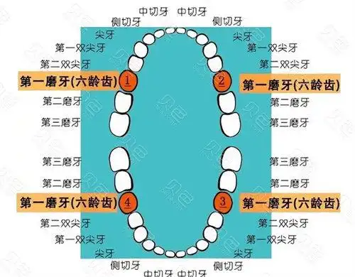 磨牙对应位置图