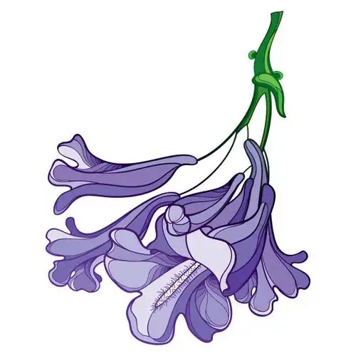 矢状花序开花的含苞期蓝花楹花束,淡紫色,孤立在白色背景上.图片下载