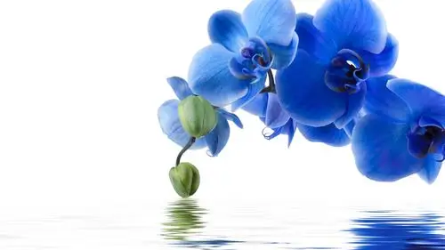 蓝色蝴蝶兰,水,白色背景 4k