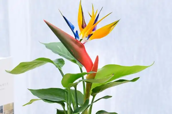 鹤望兰的风水禁忌(鹤望兰和天堂鸟的区别)