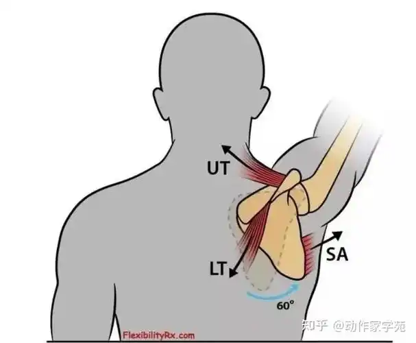 改善胸椎角度当一边的前锯肌收缩,胸椎就会往对侧移动,例如:右边前锯
