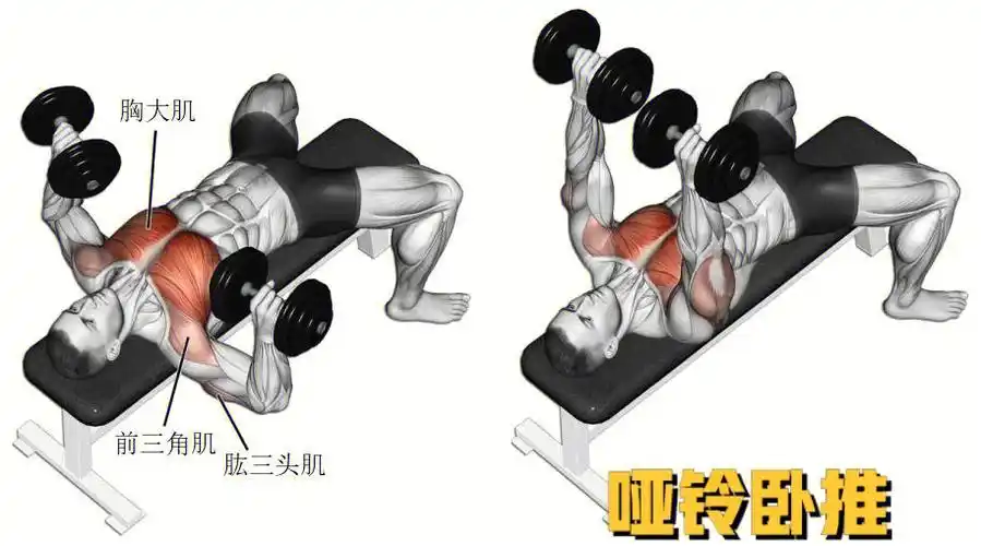 2021112胸部力量训练