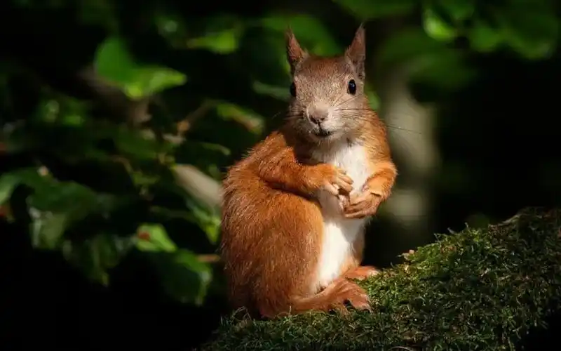 萌萌鼠鼠大冒险:勇敢的小可爱!