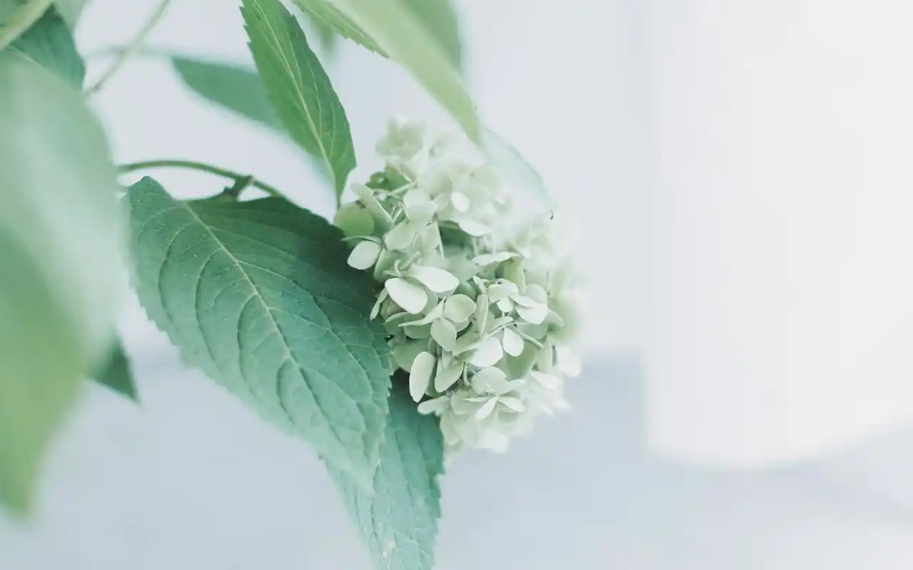 绿色小清新高清唯美静物图片桌面壁纸-风格壁纸-手机壁纸下载-美桌网