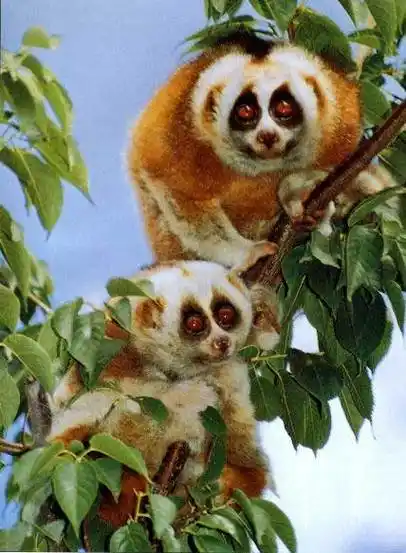 中国一级珍稀保护动物 - powered by discuz!