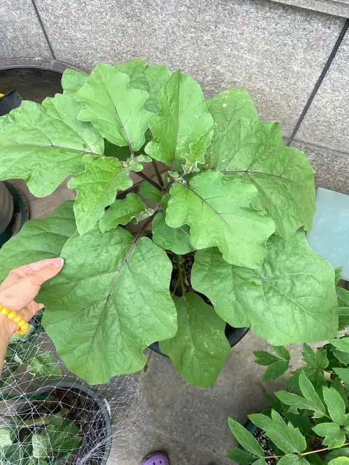 这是棵别人给的小苗(图五),现在长的很大,叶子比别人种的长条茄子大一