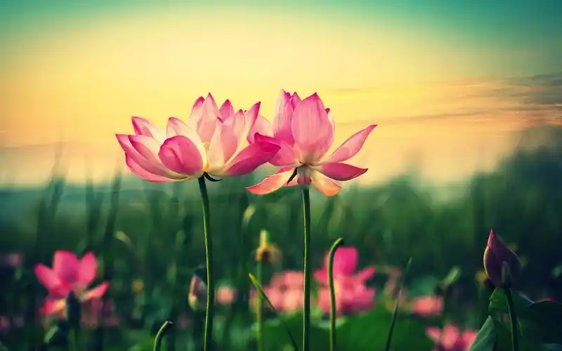 小清新壁纸,高清壁纸,风景壁纸,桌面小清新唯美壁纸图片素材