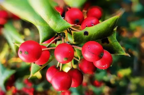 阳光下的红果冬青树首发