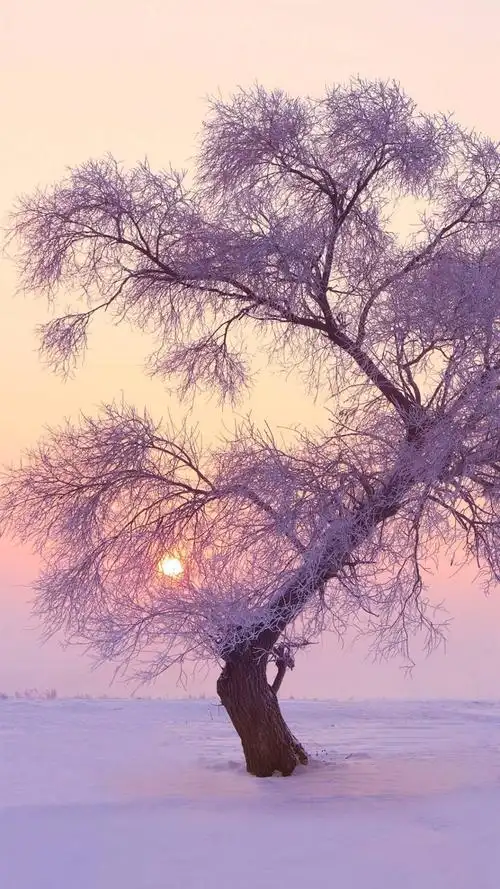 唯美冬季雪景自然风光,高清图片,手机锁屏桌面-壁纸族