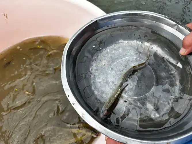 餐桌上来了新野味长江野生刀鱼在汉驯化量产