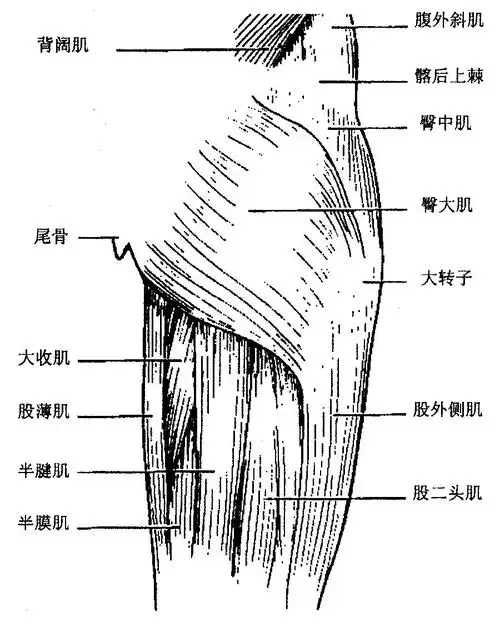 大腿根部内侧大筋疼痛