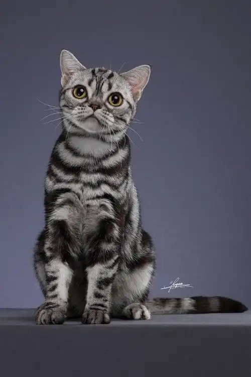 美国短毛猫-amyworks探须视觉_amyworks赛猫摄影-站酷zcool