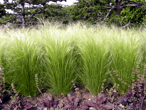 细茎针茅细茎针茅苗 细茎针茅价格