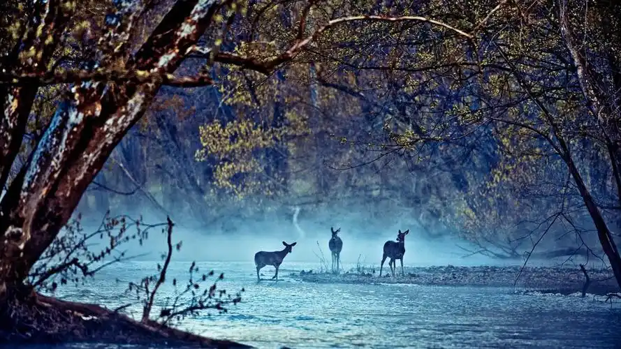 梅花鹿唯美意境高清摄影图片桌面壁纸