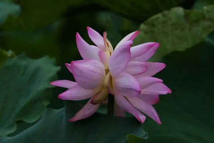 咏双开莲花 唐·刘商菡萏新花晓并开,浓妆美笑面相隈.