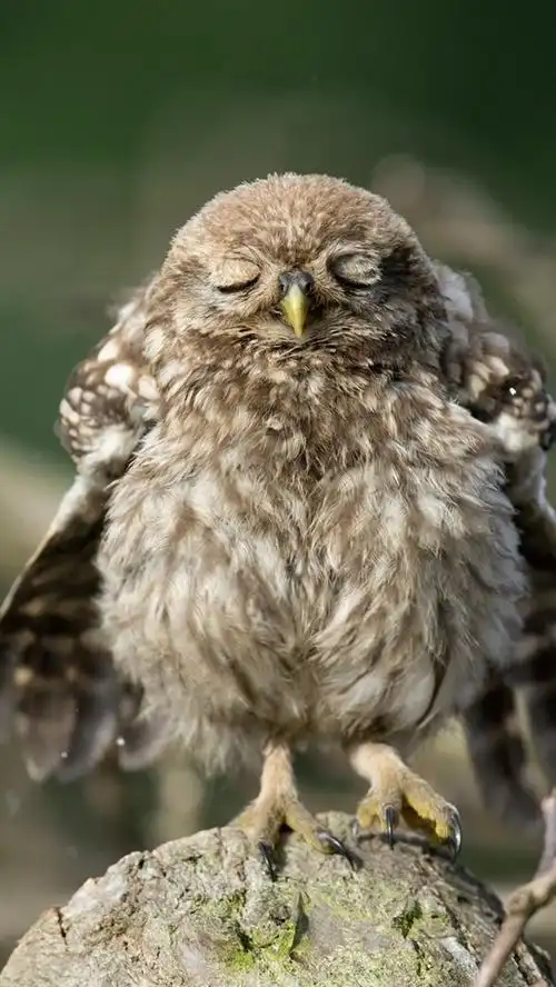 可爱的小猫头鹰睡觉