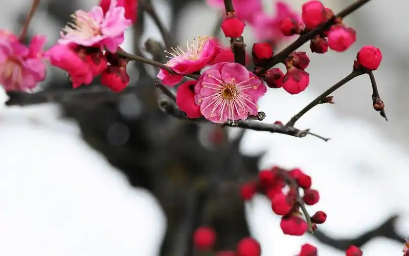 诗意梅花韵唯美高清桌面壁纸第二辑高清大图预览1920x1200_植物壁纸