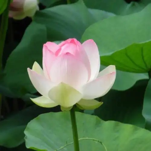 荷花微信头像高清图片大全