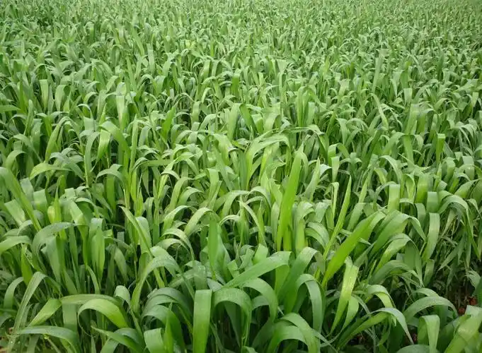 小麦苗种植方法家庭(小麦怎么种植方法家庭)