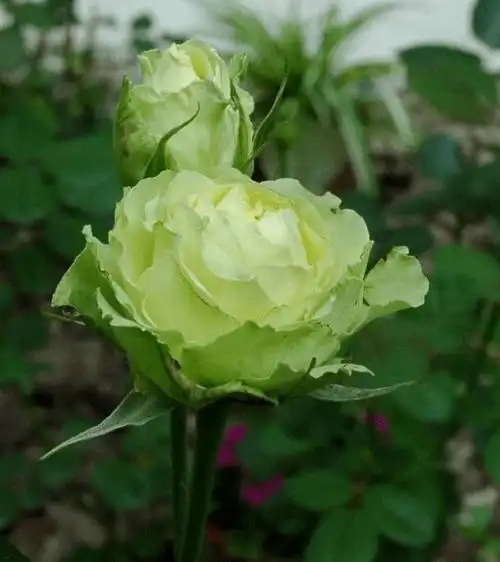 绿萼的养护难度要比普通的月季花大一些,但是它在鲜切花市场还是比较