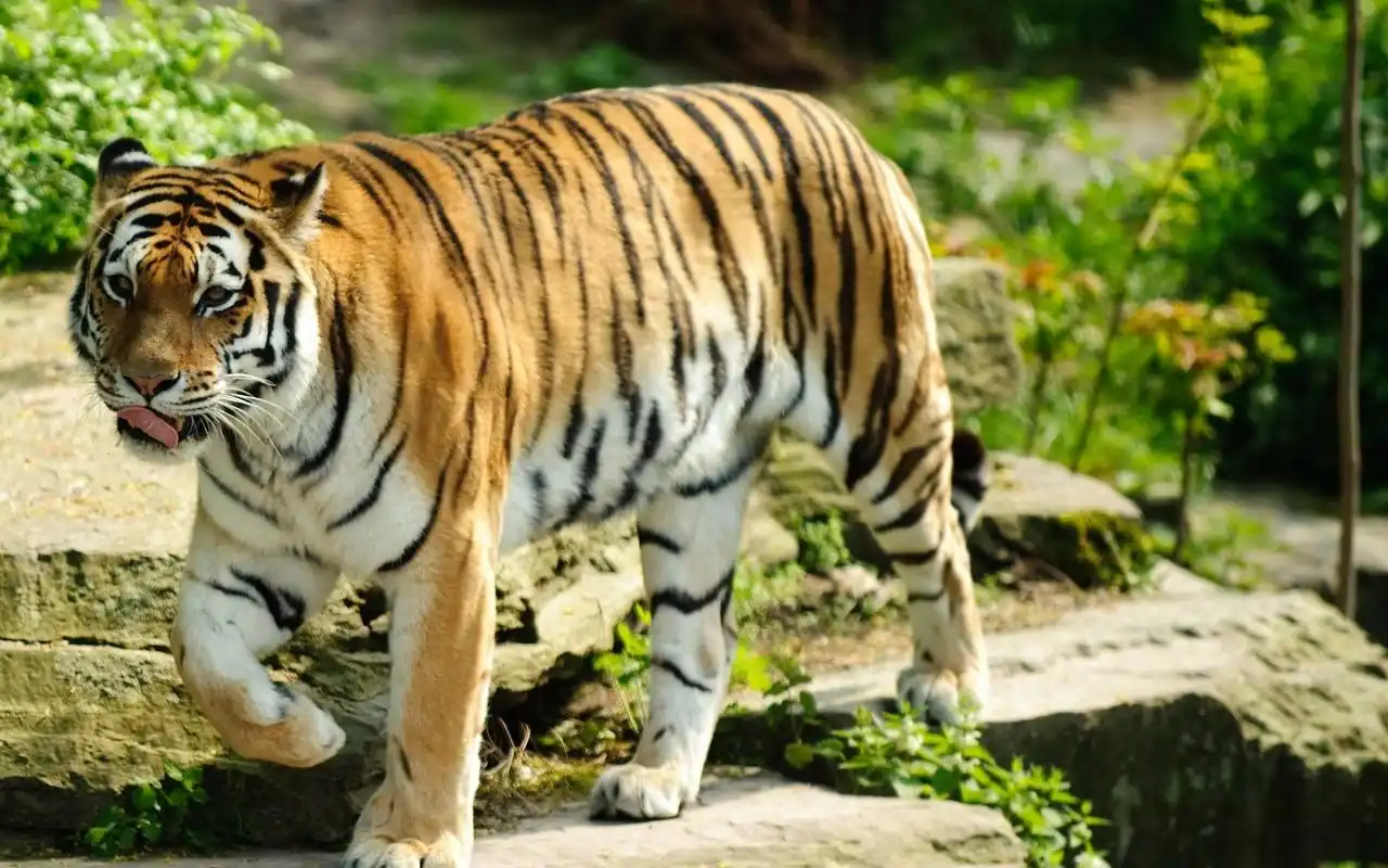 老虎高清动物摄影图片桌面壁纸高清大图预览1920x1200_动物壁纸下载