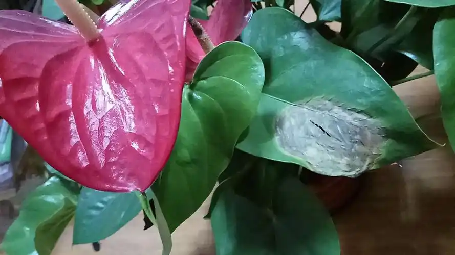 红掌叶片出现如图所示病斑是什么原因呀?