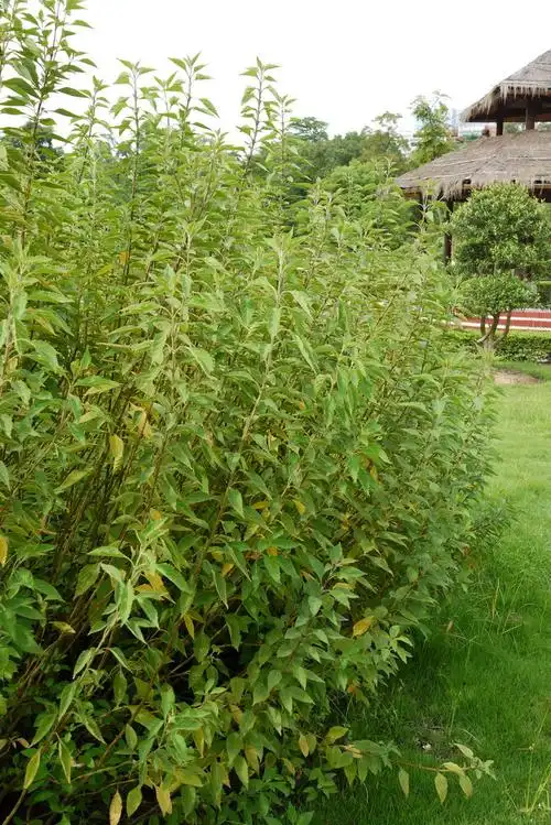 显脉香茶菜isodon nervosus