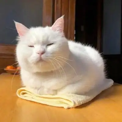 可爱小猫咪卖萌头像 史上最可爱超萌的小白猫图片 - 微信头像 - 52图