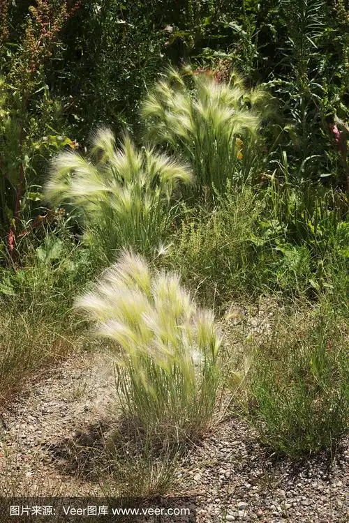 禾本科-禾本科-狐尾草