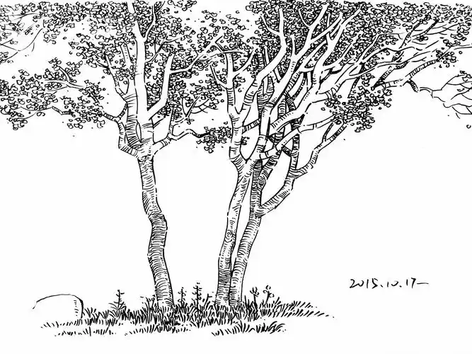 景观手绘中树怎么画比较好看? - 知乎