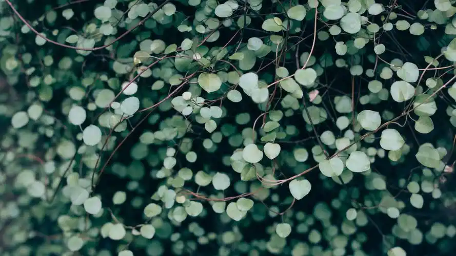 护眼壁纸【438】护眼壁纸图片_桌面壁纸图片_壁纸下载-元气壁纸