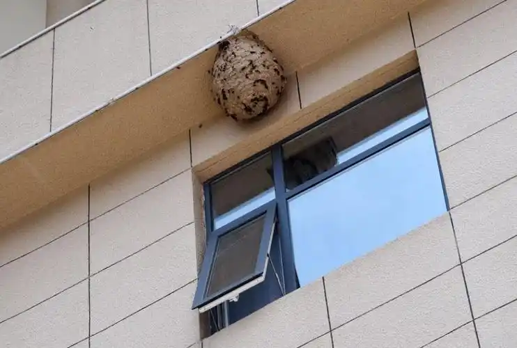 景区宾馆楼上结了一个长50厘米的巨大马蜂窝游客全然不知